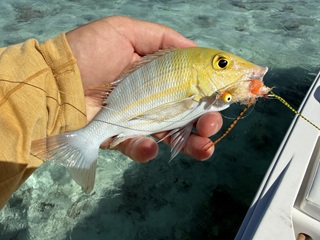 yellowstripe-emperor