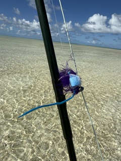 blue-bottle-jellyfish-fly