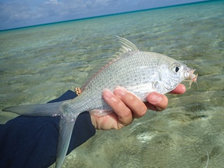 strongspine-pursemouth-Gerres