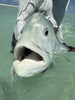 GT-giant-trevally