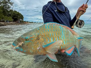 parrotfish