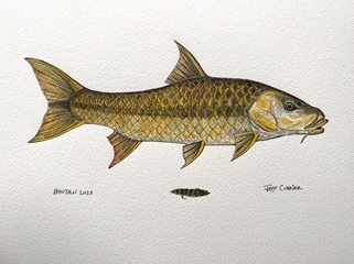 golden-mahseer-art