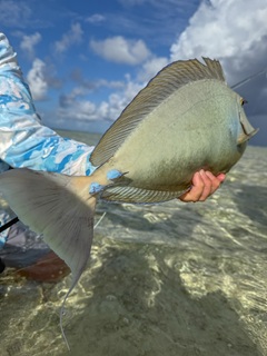 surgeonfish