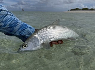 bonefish