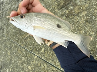 onespot-snapper