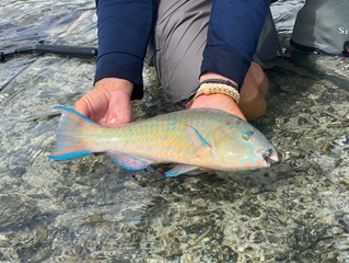 Parrotfish-on-fly