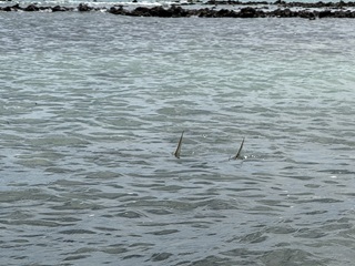 tailing-permit