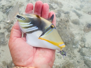 Picasso-triggerfish