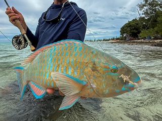 parrotfish