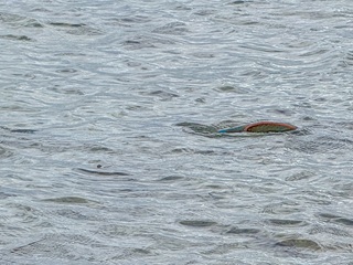 parrotfish