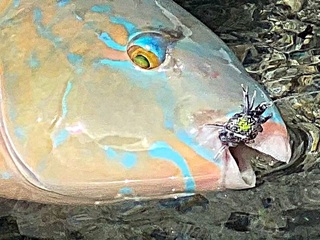 parrotfish-flies