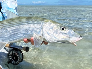 bonefish