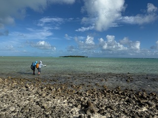 Indo-Pacific-permit