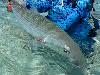 bonefish