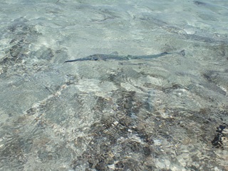needlefish