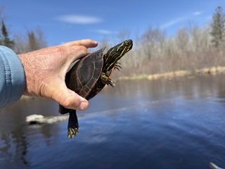 painted-turtle